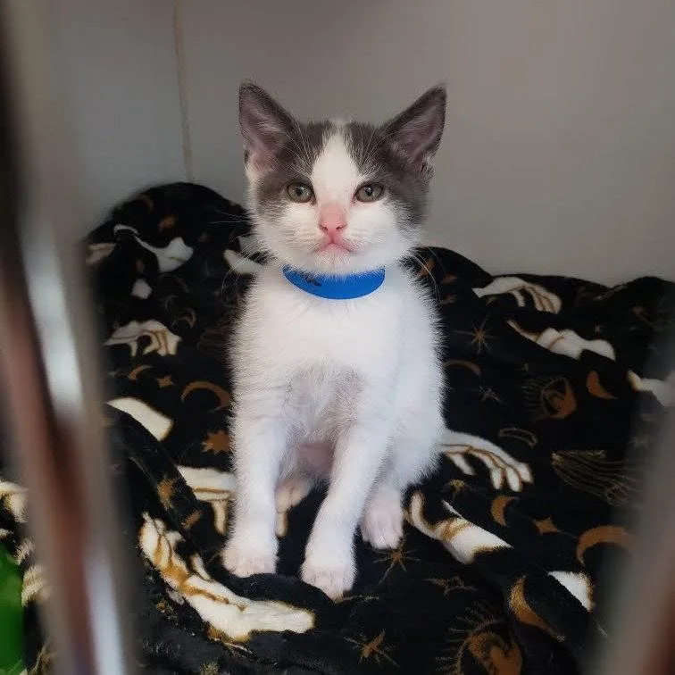 A baby small-sized male Domestic Short Hair cat named Comma for adoption in Oakland, CA