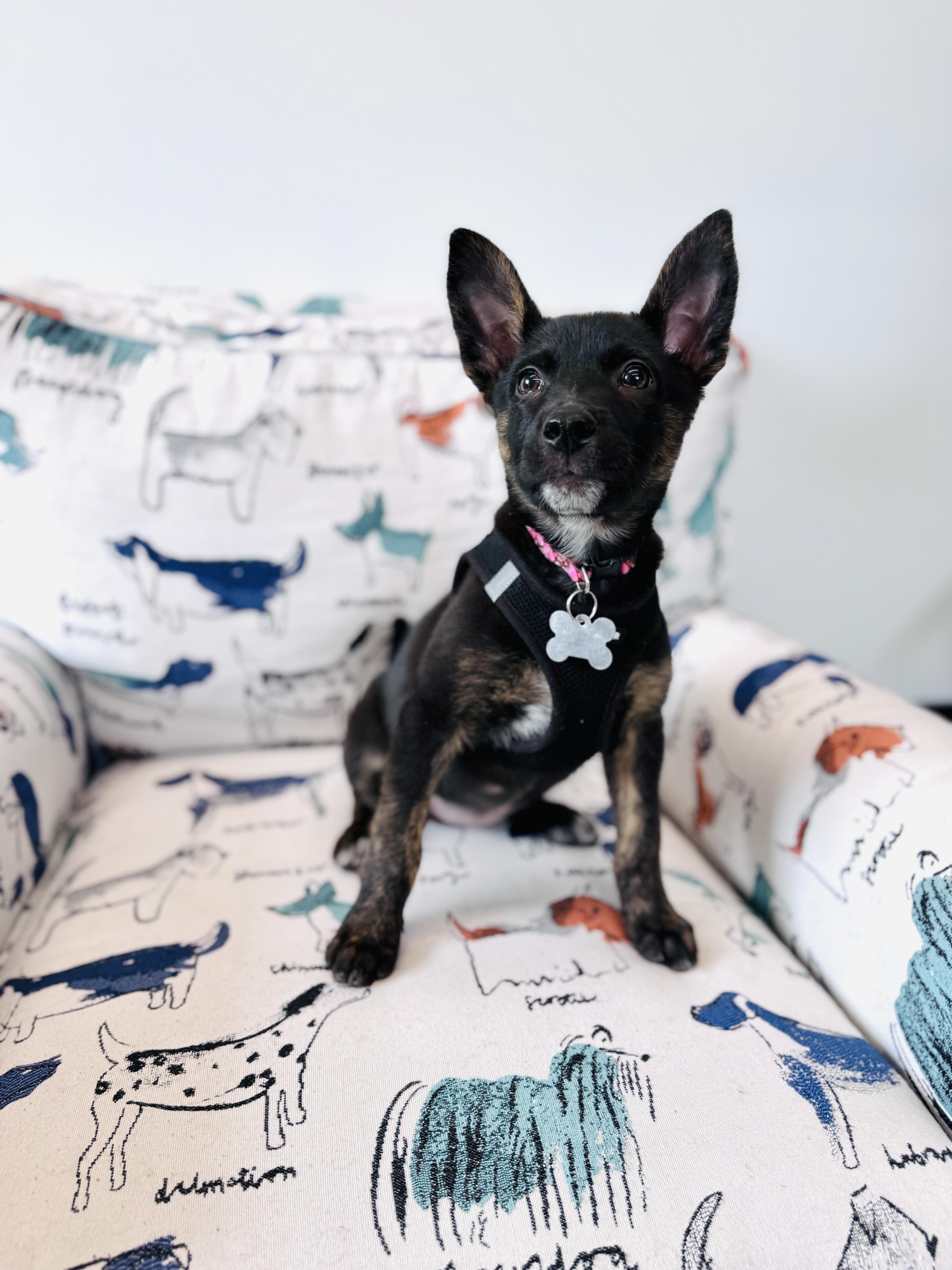 Duchess