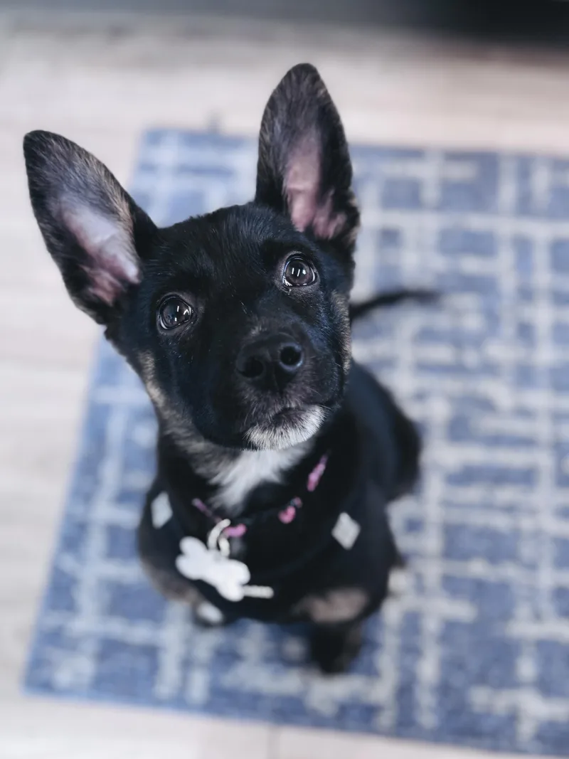 Duchess thumbnail 2