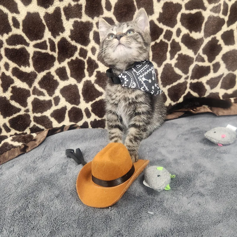A baby medium-sized male Tabby (Brown / Chocolate) Domestic Short Hair cat named Bandit for adoption in Hagerstown, MD