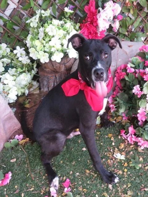 A young small-sized male Labrador Retriever dog named Oscar for adoption in Oklahoma City, OK