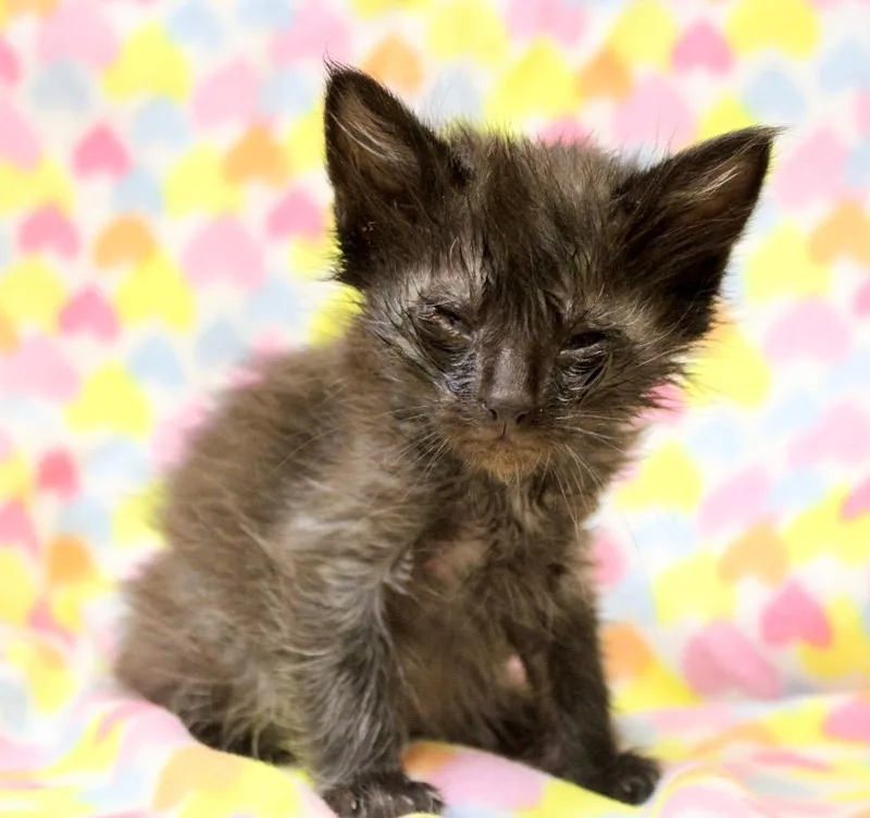 A baby small-sized male Domestic Short Hair cat named Mars for adoption in Clinton, SC