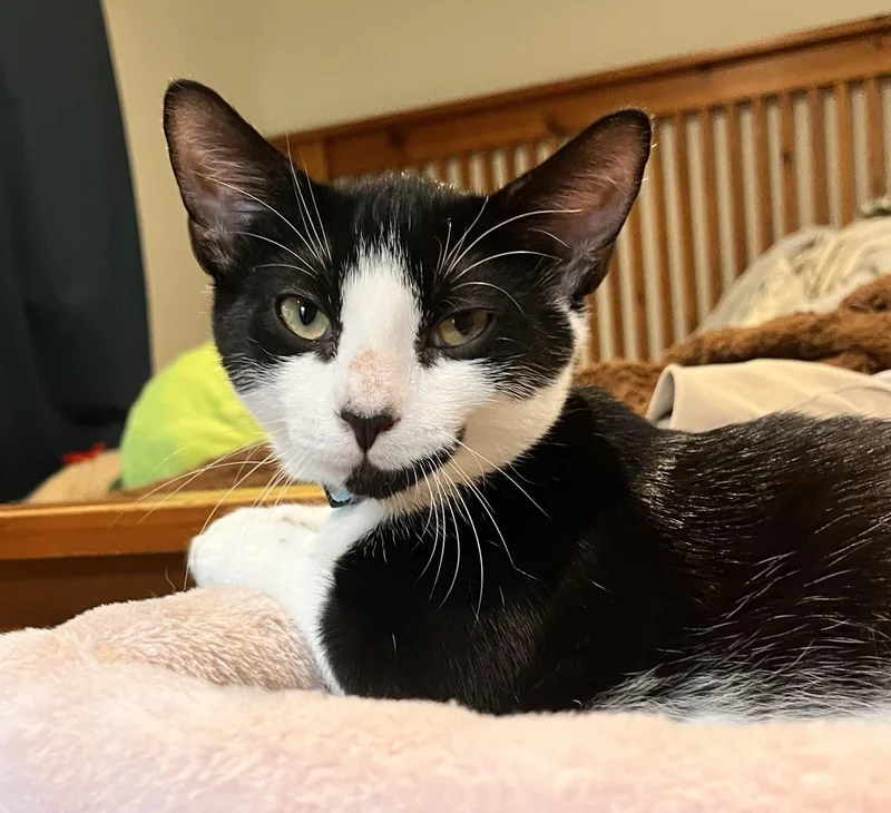 A baby medium-sized male Gray & White Domestic Short Hair cat named Juniper & SageReady for for adoption in Laurel, MD