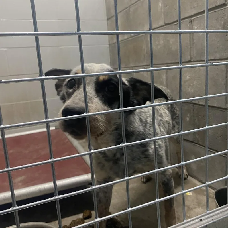 A senior small-sized female Gray / Blue / Silver Australian Cattle Dog / Blue Heeler dog named Star for adoption in Brookfield, MO