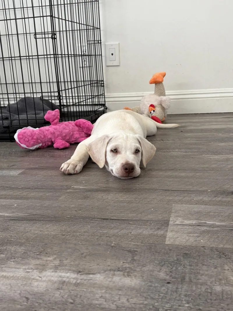 A young large-sized male Labrador Retriever dog named CR Casper for adoption in San Diego, CA
