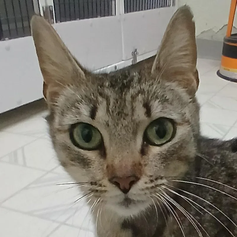 An adult medium-sized female Brown / Chocolate Domestic Short Hair cat named Brie for adoption in Las Cruces, NM