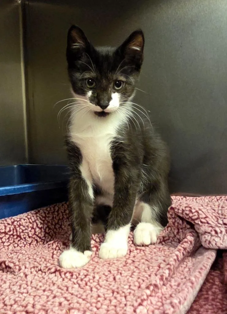 A baby small-sized male Domestic Short Hair cat named Catfish for adoption in Ocala, FL