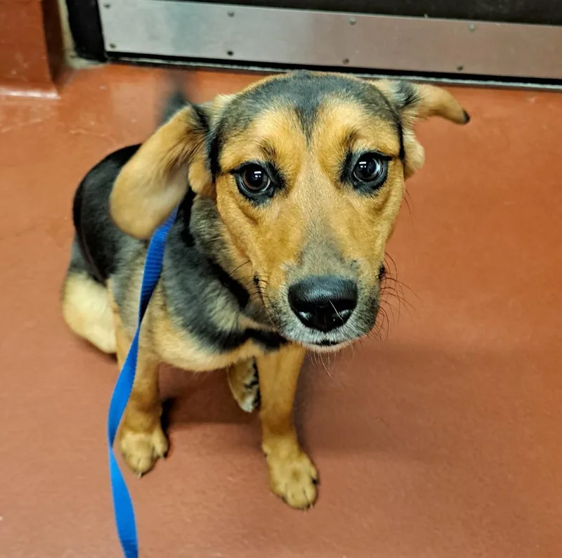 A young medium-sized female Hound dog named Tori for adoption in Douglasville, GA