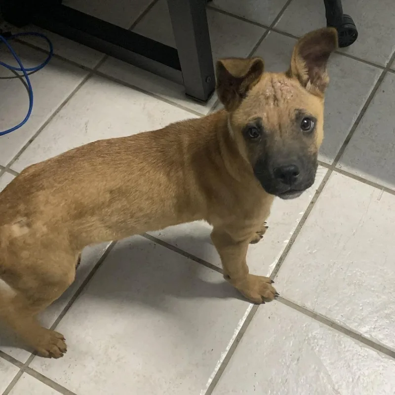 A young medium-sized male Yellow / Tan / Blond / Fawn Mixed Breed dog named Brody for adoption in Buchanan Dam, TX