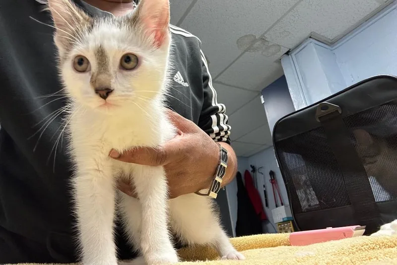 A baby large-sized male Domestic Short Hair cat named Mainstreet for adoption in Detroit, MI