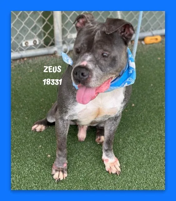 Zeus thumbnail 2