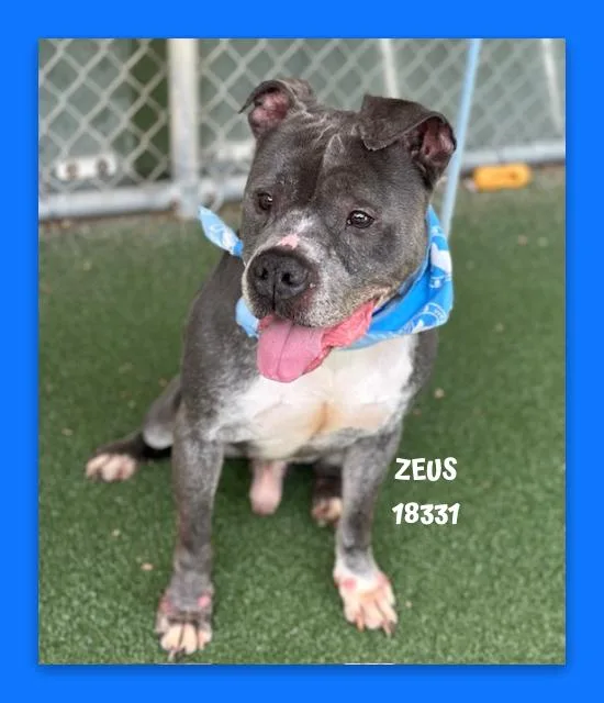 Zeus thumbnail 3