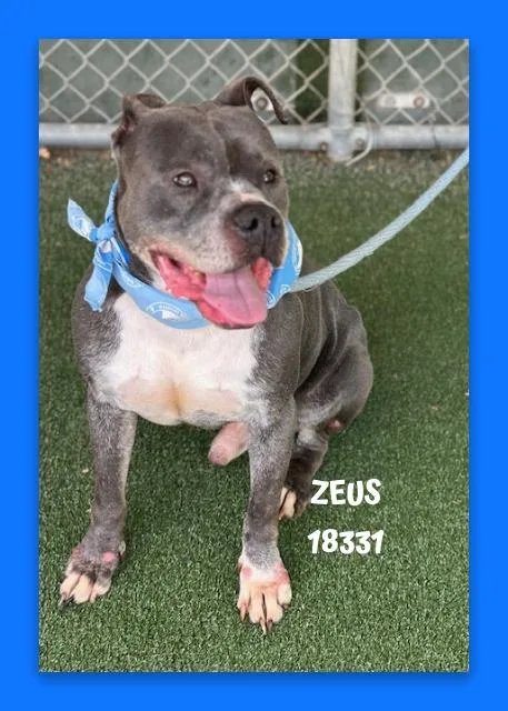 A senior medium-sized male Gray / Blue / Silver Pit Bull Terrier dog named Zeus for adoption in Marietta, GA