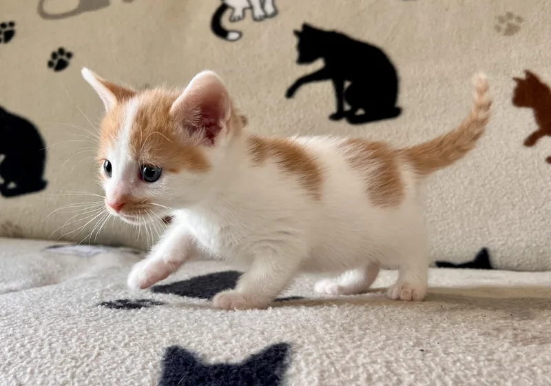 A baby small-sized male Domestic Short Hair cat named Led Zeppelin for adoption in Hershey, PA