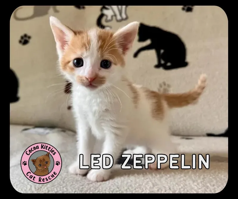 Led Zeppelin thumbnail 3