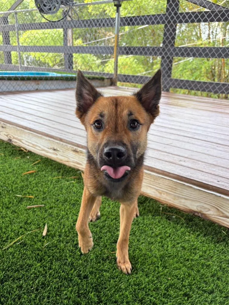 An adult medium-sized male Mixed Breed dog named Arlo for adoption in Brooklyn, NY
