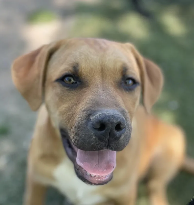 A baby medium-sized male Yellow / Tan / Blond / Fawn Mountain Cur dog named Jumbo Zoom for adoption in Andover, MA