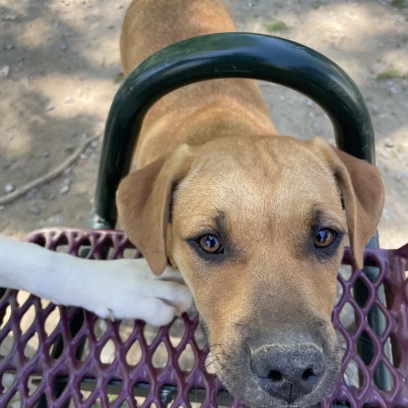 Jumbo Zoom thumbnail 4