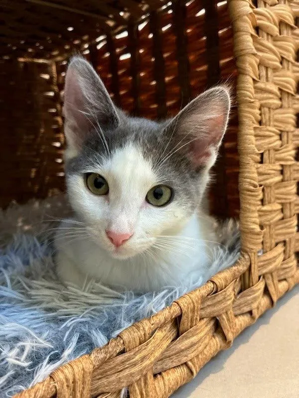 A baby small-sized female Domestic Short Hair cat named Muffy for adoption in Bonsall, CA