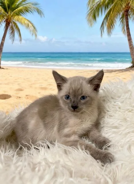 A baby small-sized female Siamese cat named Tiana for adoption in Tehachapi, CA