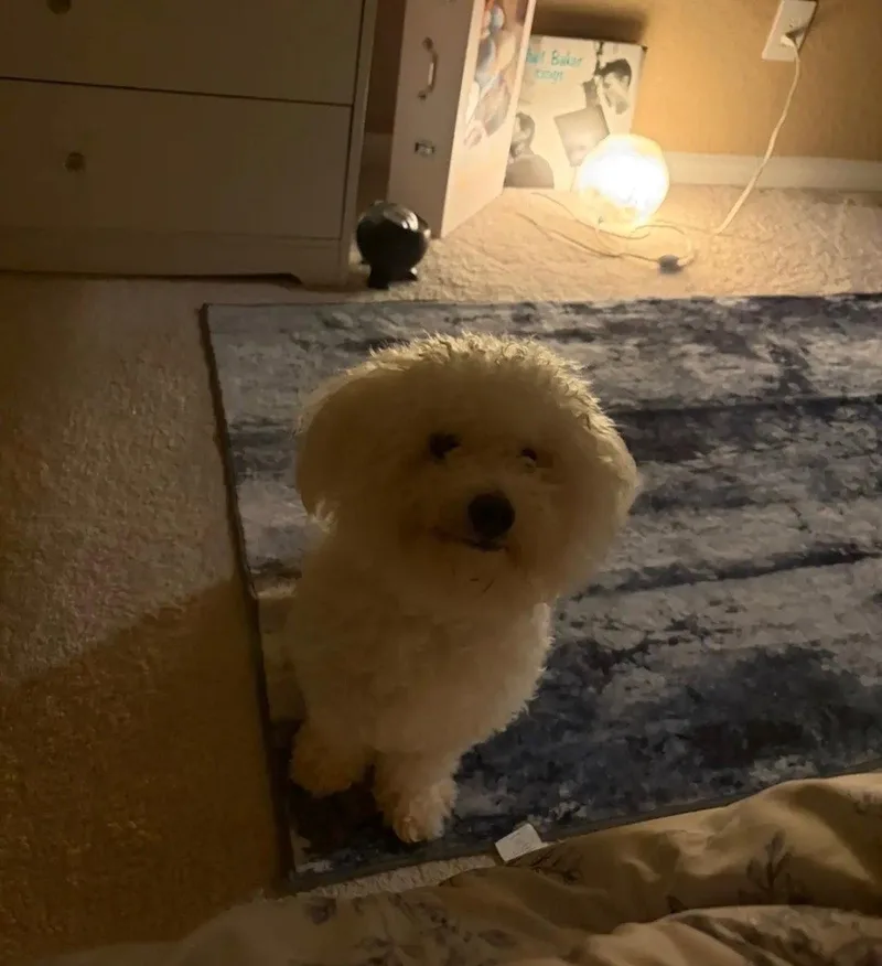 A young small-sized male Bichon Frise dog named Tofu FH for adoption in Sanford, FL