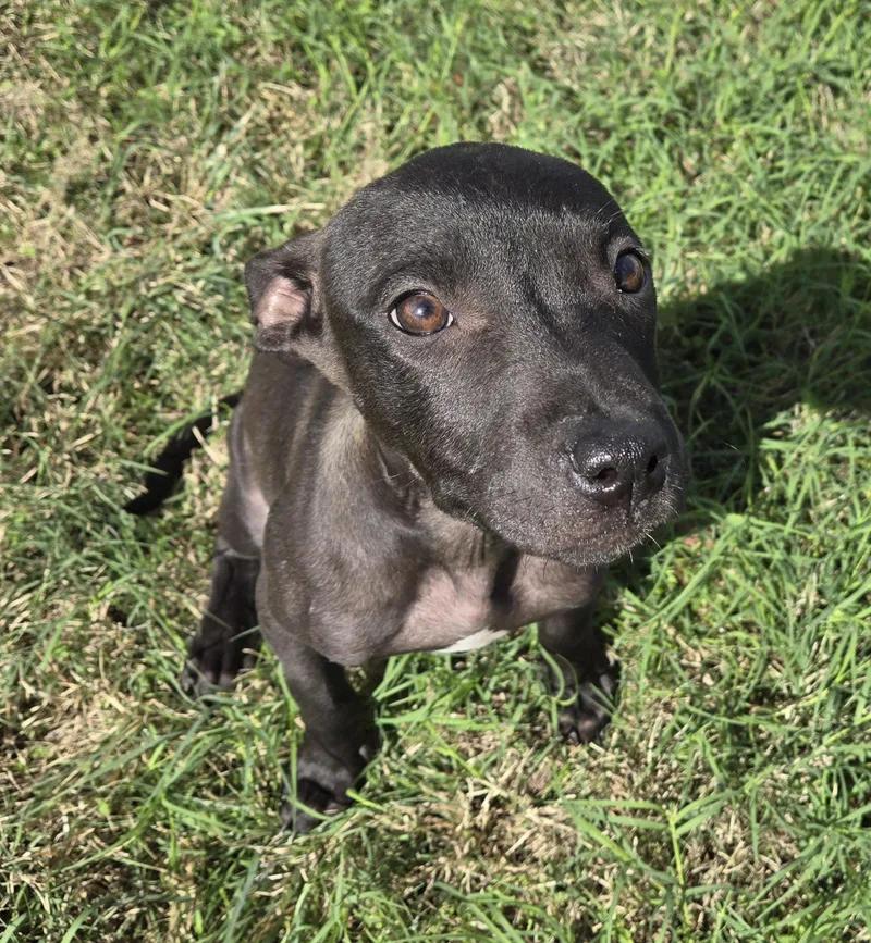 A baby medium-sized female Pit Bull Terrier dog named Mayzie McGrew for adoption in Graham, TX