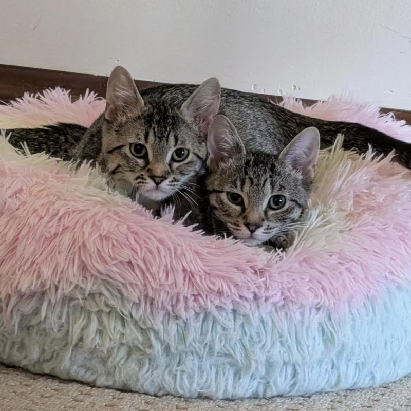 A baby small-sized female Brown / Chocolate Domestic Short Hair cat named Casey Dia for adoption in St. Louis, MO