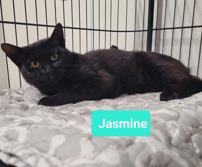 Jasmine thumbnail 2