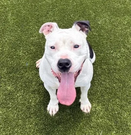 An adult medium-sized female Mixed Breed dog named Popcorn for adoption in West Chester, PA