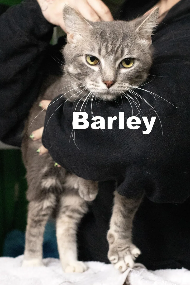 An adult medium-sized male Tabby cat named Barley for adoption in Macomb, IL
