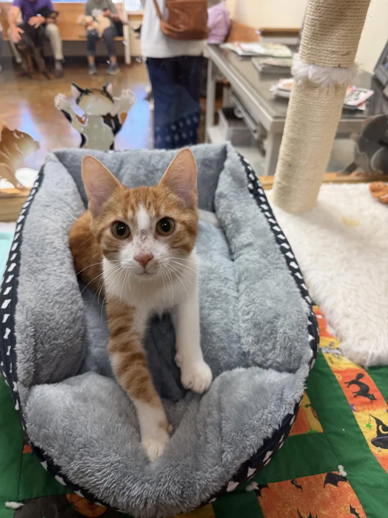 A young medium-sized male Domestic Short Hair cat named Finn for adoption in Blairsville, GA