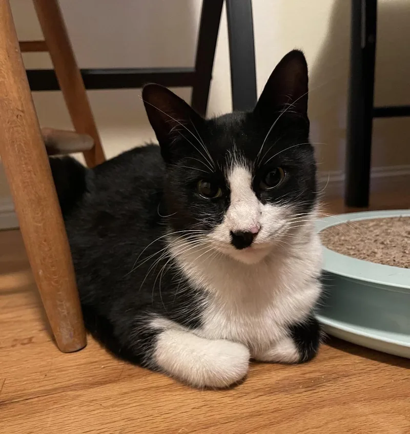 An adult medium-sized female Black & White / Tuxedo Domestic Short Hair cat named Rita for adoption in Huntington Beach, CA