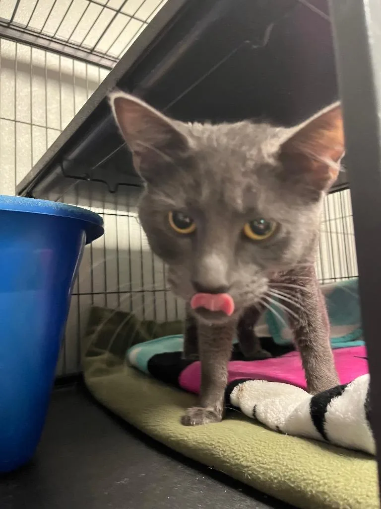 A baby medium-sized female Domestic Short Hair cat named Dakota for adoption in Saginaw, MI