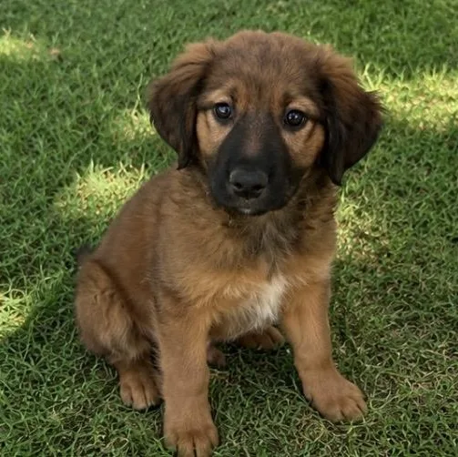 A baby large-sized female Yellow / Tan / Blond / Fawn Shepherd dog named Hannah for adoption in Pelham, NH