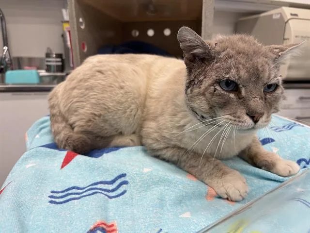 An adult small-sized male Domestic Short Hair cat named Grand Canyon for adoption in Antioch, CA