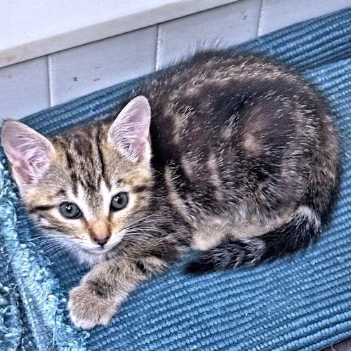 A baby medium-sized female Tabby (Gray / Blue / Silver) Tabby cat named Turtle for adoption in Rutherfordton, NC