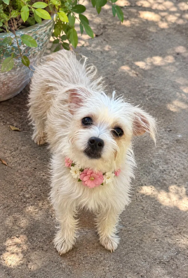 A young small-sized female White / Cream Maltese dog named Morticia for adoption in Phoenix, AZ