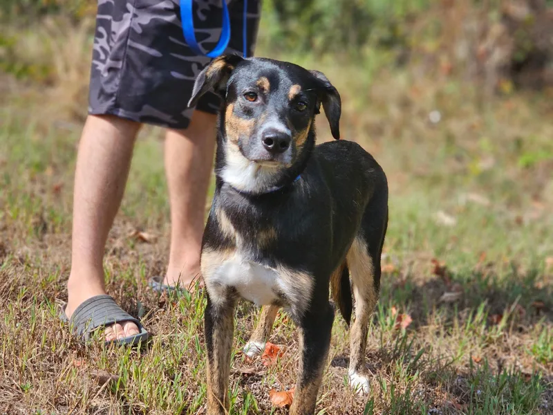A young medium-sized male German Pinscher dog named Arlo for adoption in Newfoundland, NJ