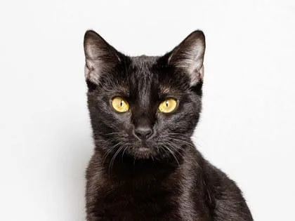 A young medium-sized female Domestic Short Hair cat named Florence for adoption in Longmont, CO