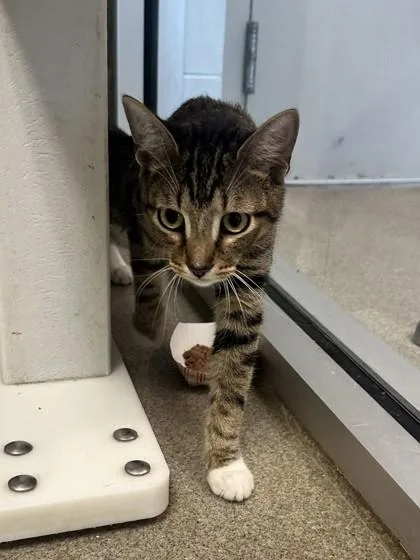 A baby medium-sized female Domestic Short Hair cat named Star for adoption in Palm Coast, FL