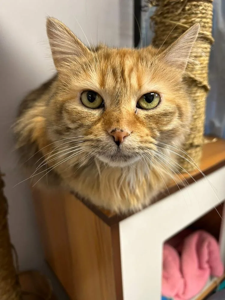Sarabi