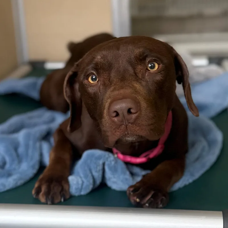 An adult medium-sized female Brown / Chocolate Labrador Retriever dog named Nala for adoption in St. Augustine, FL