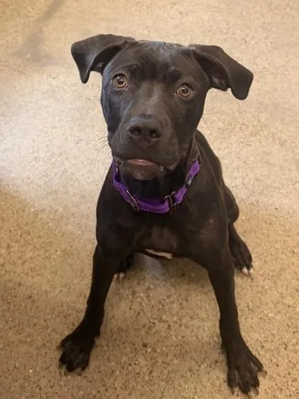 A baby medium-sized female Black Pit Bull Terrier dog named Chili Chai for adoption in Cleveland, OH
