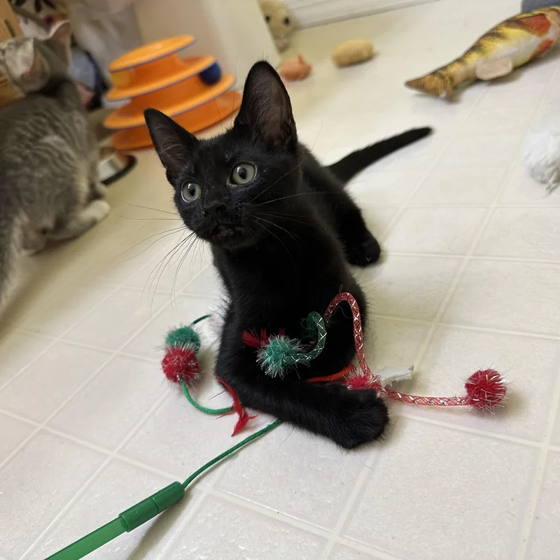 A baby medium-sized female Domestic Short Hair cat named Coffee for adoption in Elkton, MD