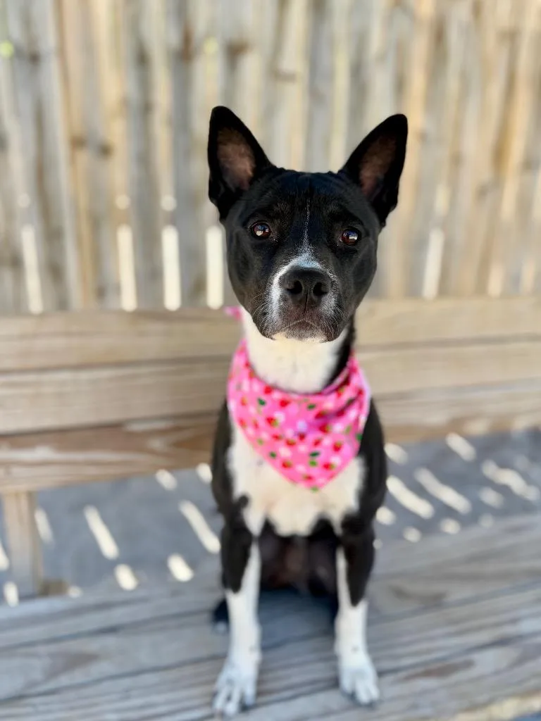 A young medium-sized female Mixed Breed dog named Luna for adoption in Muskegon, MI