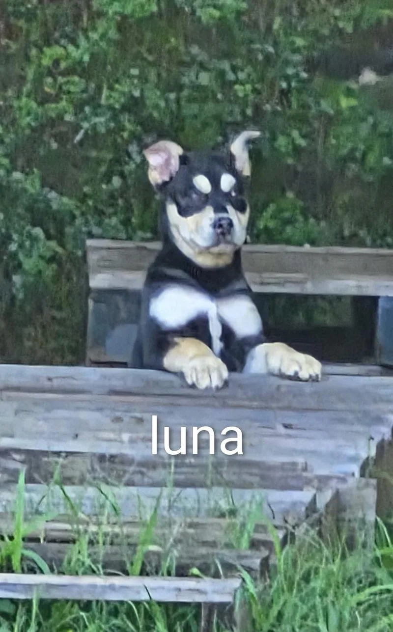 A baby medium-sized female Black Australian Kelpie dog named Luna for adoption in Watertown, CT