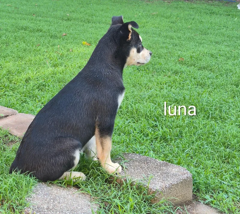 Luna thumbnail 2