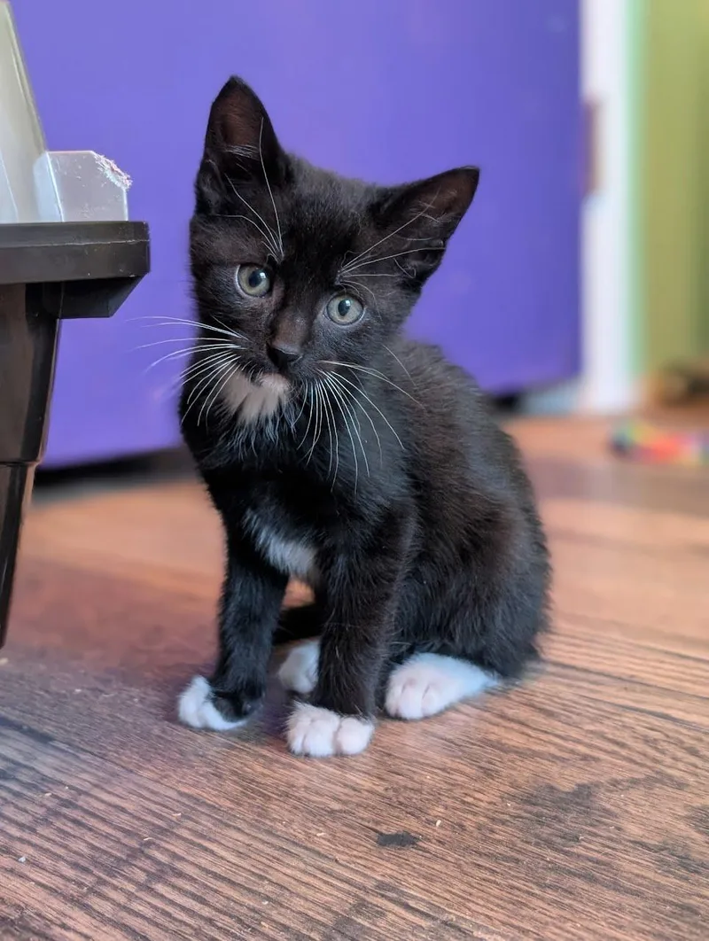 A baby medium-sized male Domestic Short Hair cat named Bartholomew for adoption in Lancaster, PA