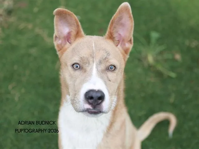 A baby medium-sized female Yellow / Tan / Blond / Fawn Mixed Breed dog named Mirage for adoption in Nashville, TN