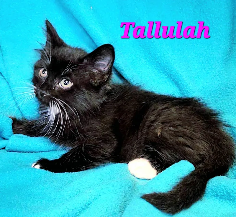 Tallulah thumbnail 2